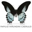 Papilio Hirundini Caeruili