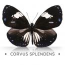 Corvus Splendens
